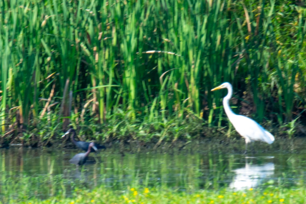 Little Blue Heron - ML621136997