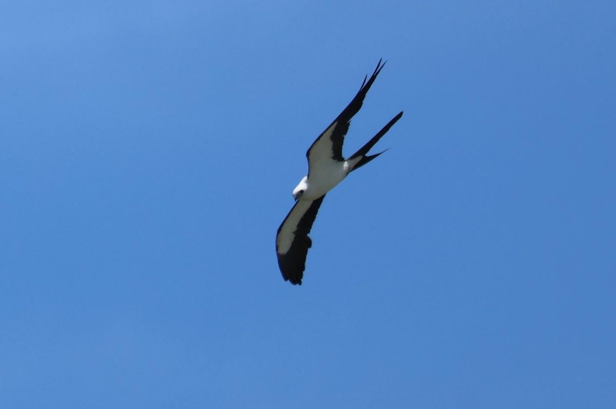 Swallow-tailed Kite - ML621137015