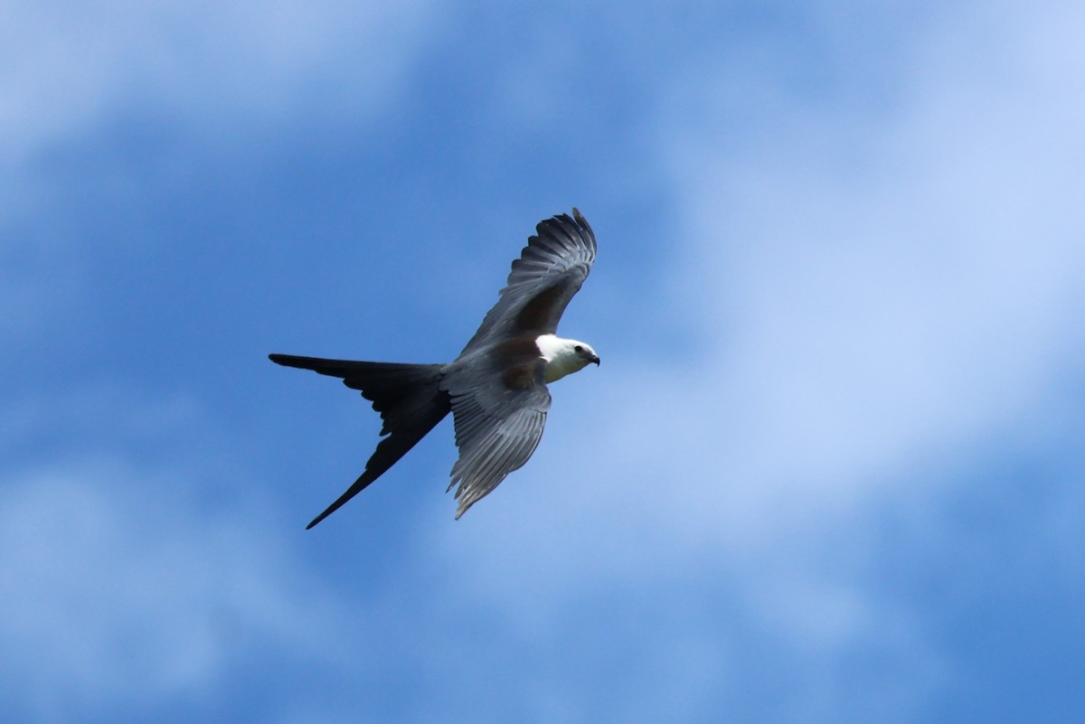 Swallow-tailed Kite - ML621137016