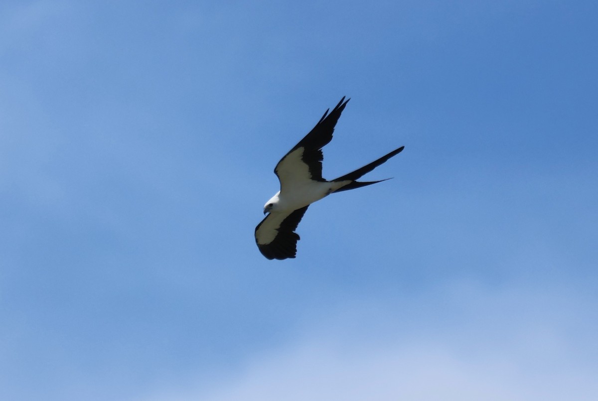 Swallow-tailed Kite - ML621137017