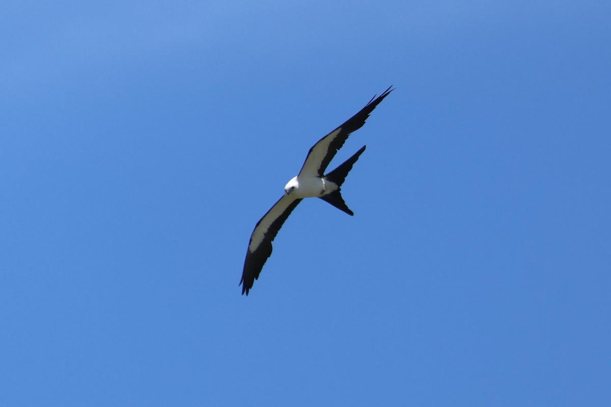 Swallow-tailed Kite - ML621137018