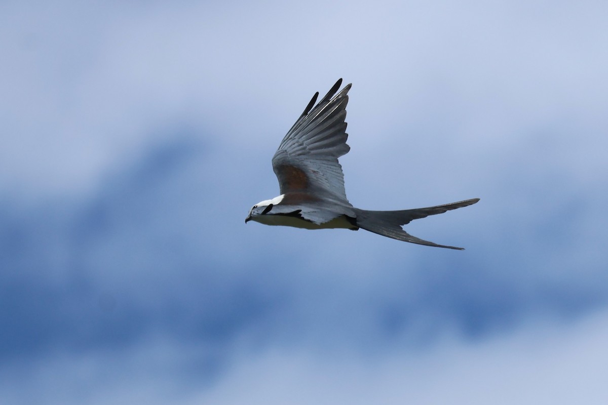 Swallow-tailed Kite - ML621137019