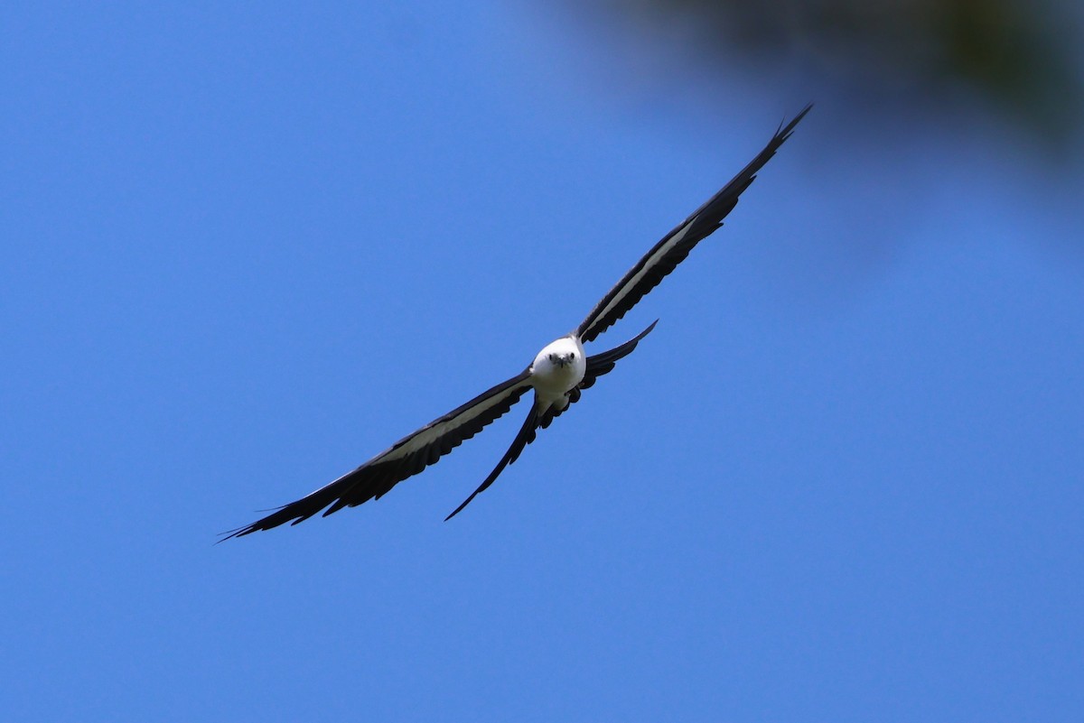 Swallow-tailed Kite - ML621137020