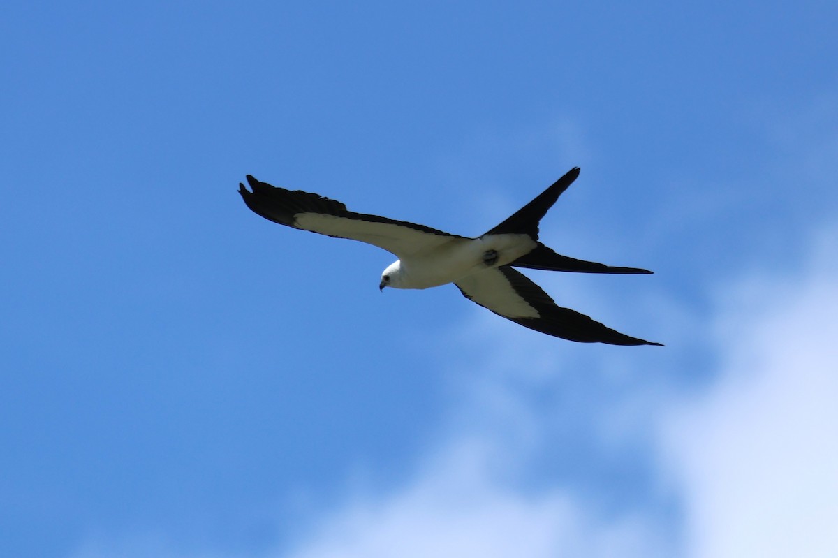 Swallow-tailed Kite - ML621137021