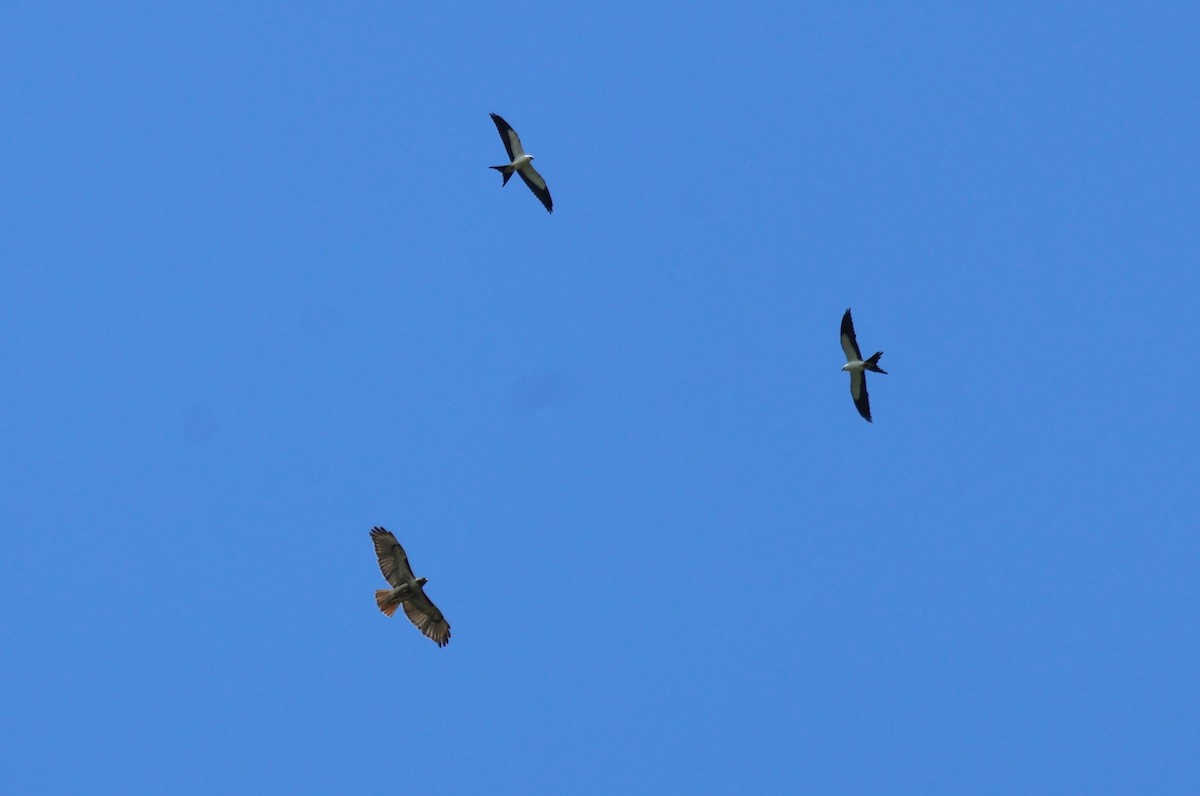 Swallow-tailed Kite - ML621137023