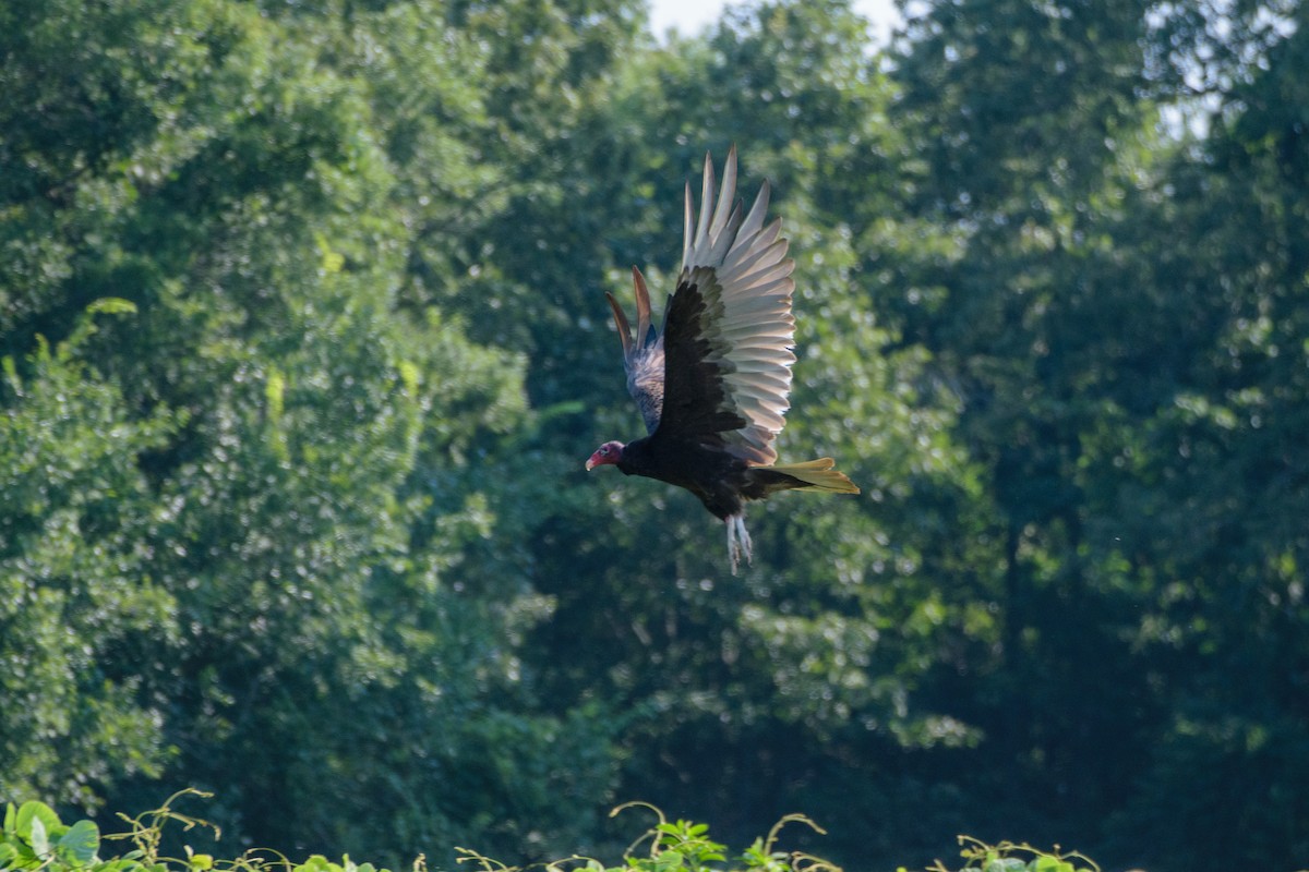 Turkey Vulture - ML621137025