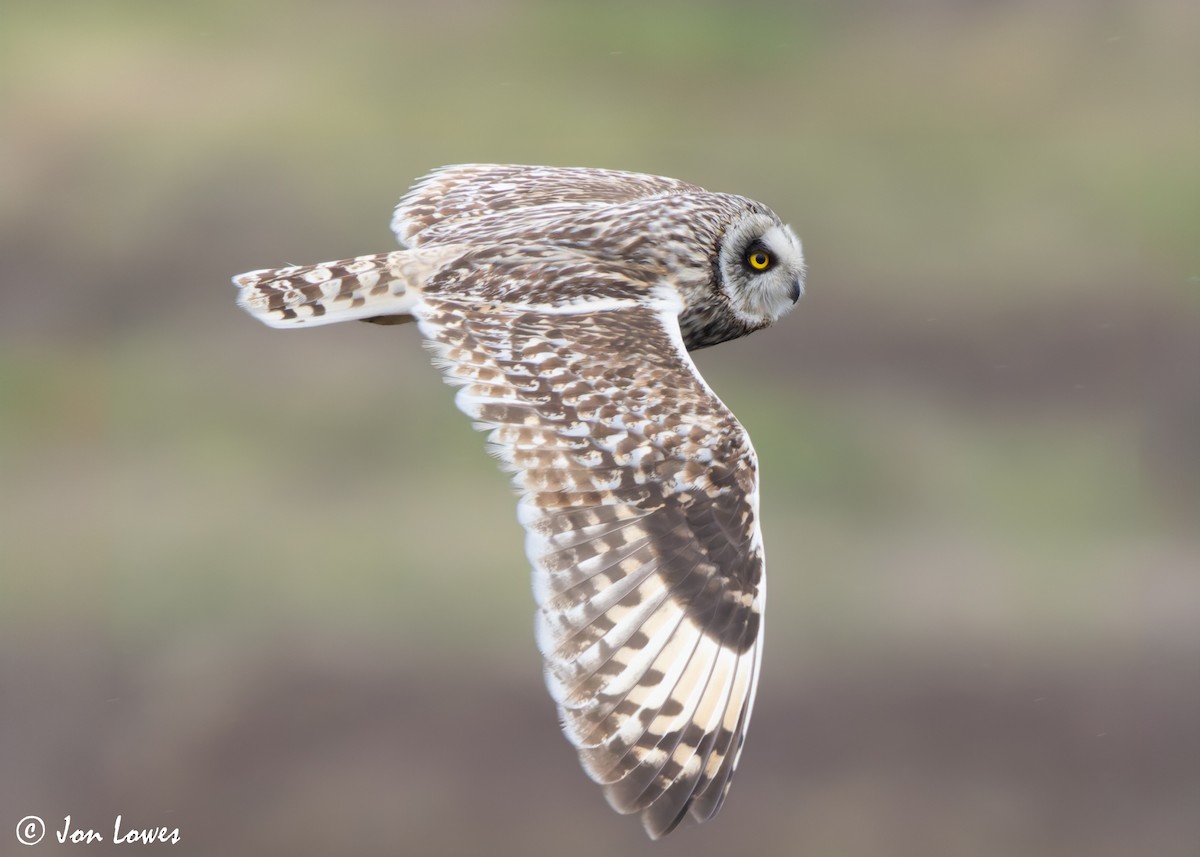 Short-eared Owl (Northern) - ML621137027