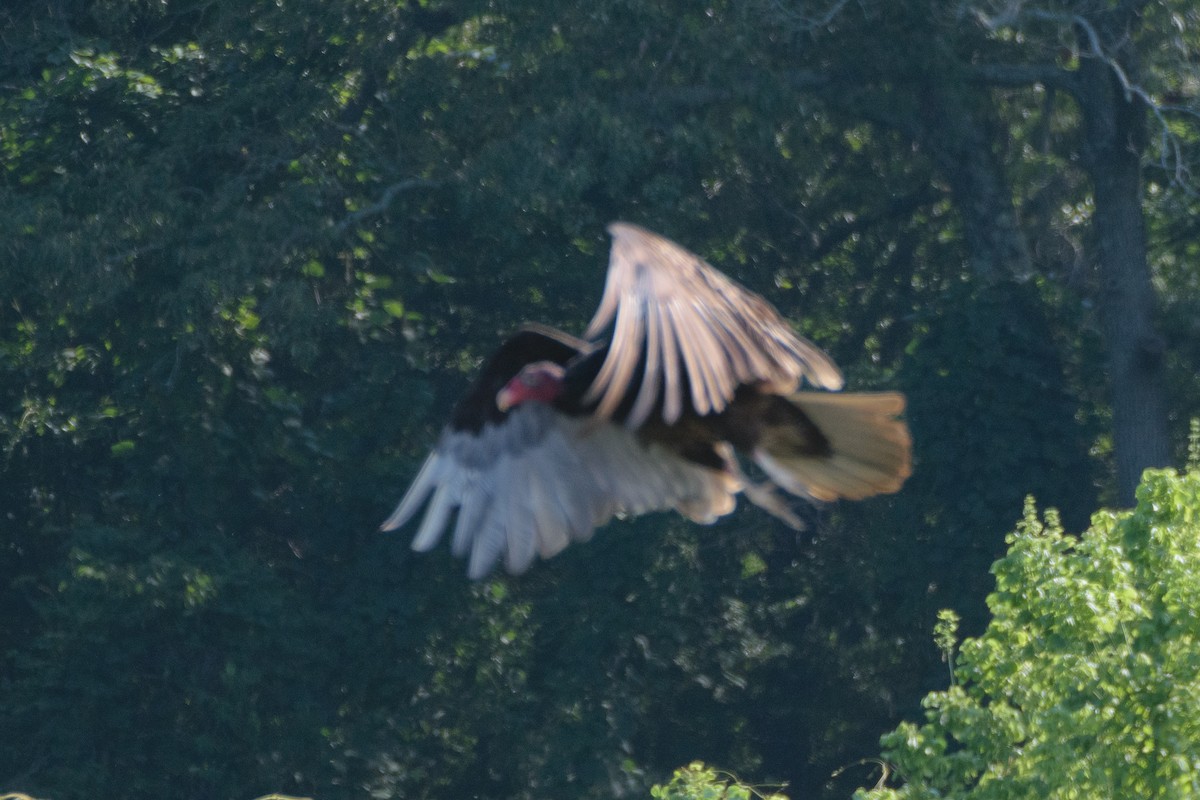 Turkey Vulture - ML621137028