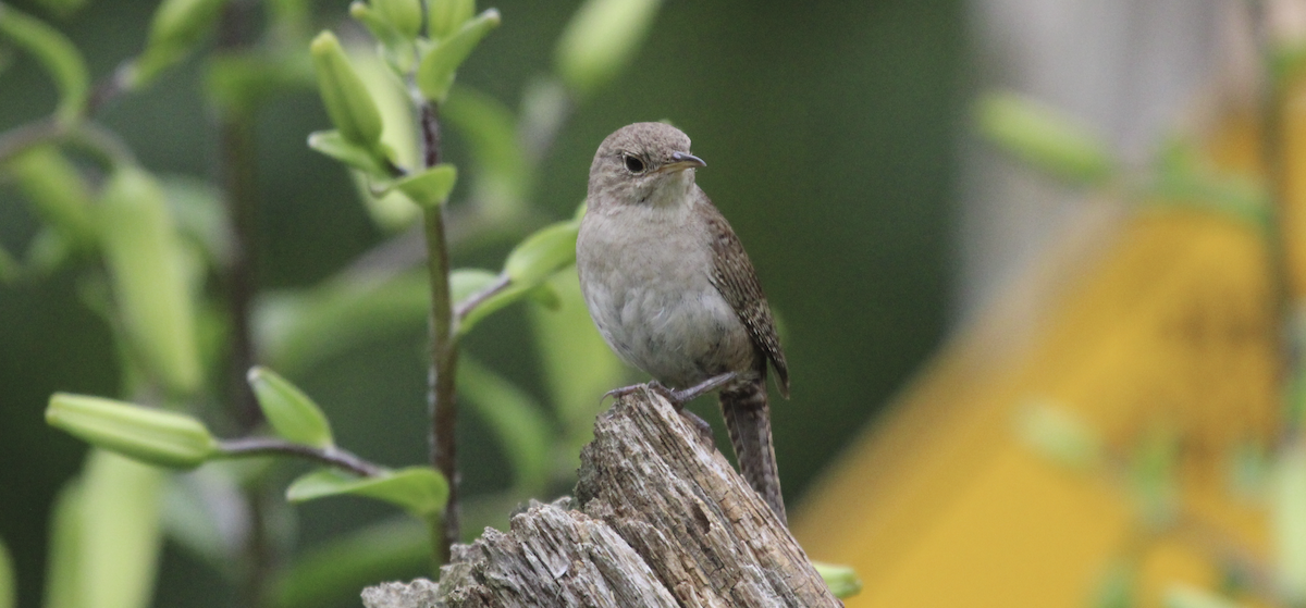 House Wren - Kelli Bahls