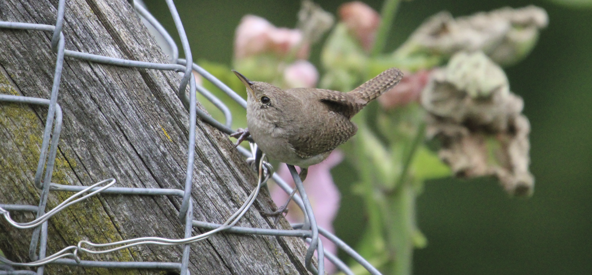 House Wren - ML621137033