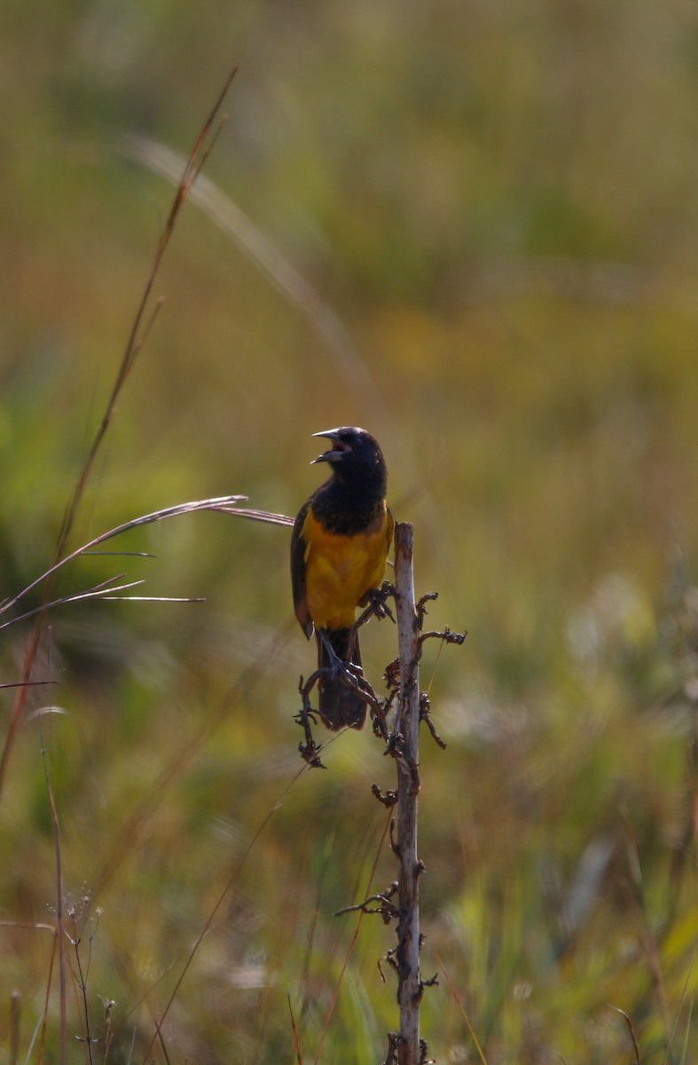 Yellow-rumped Marshbird - ML621137045