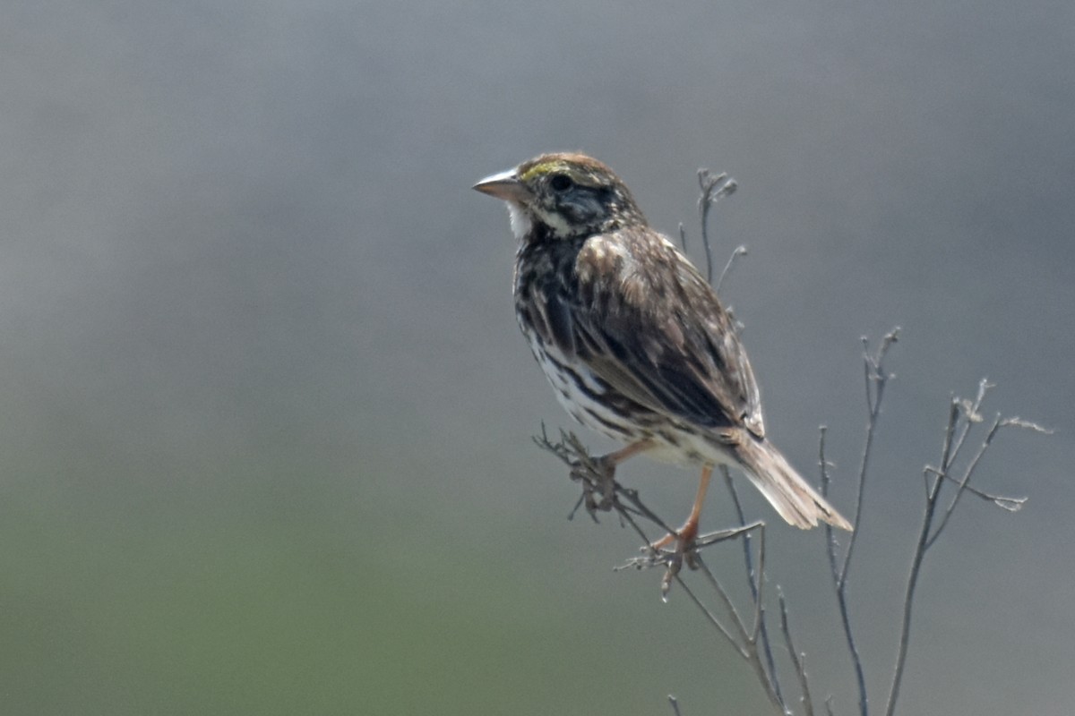 Savannah Sparrow (Belding's) - ML621137047