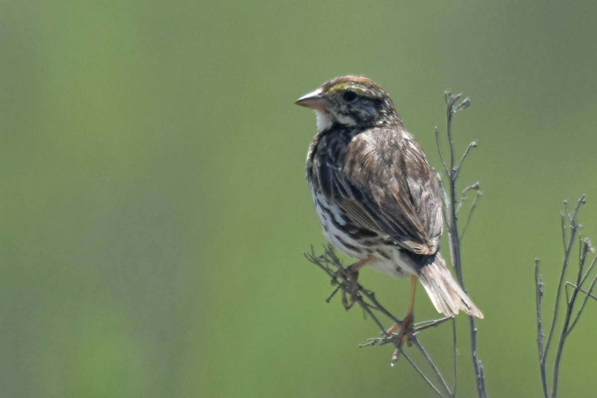 Savannah Sparrow (Belding's) - ML621137048