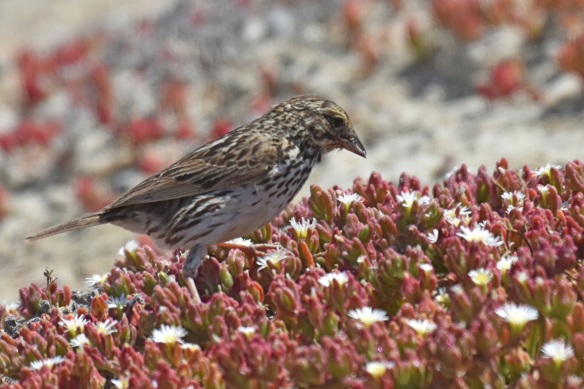 Savannah Sparrow (Belding's) - ML621137050