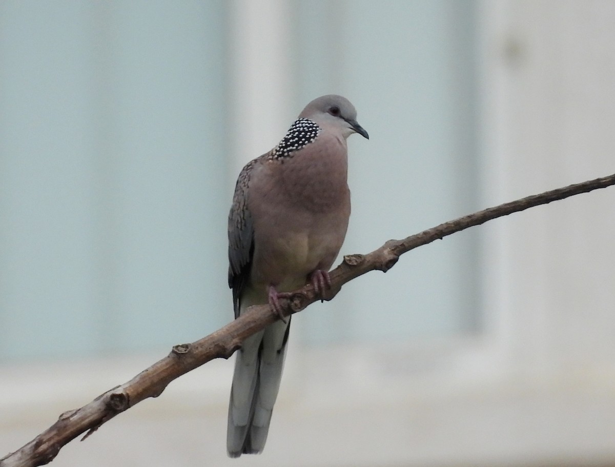 Spotted Dove - ML621137063