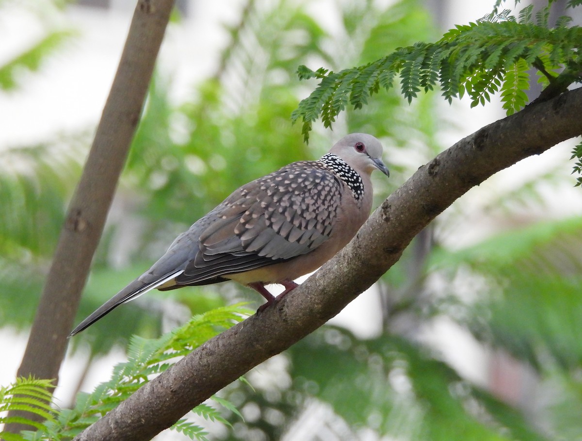 Spotted Dove - ML621137064