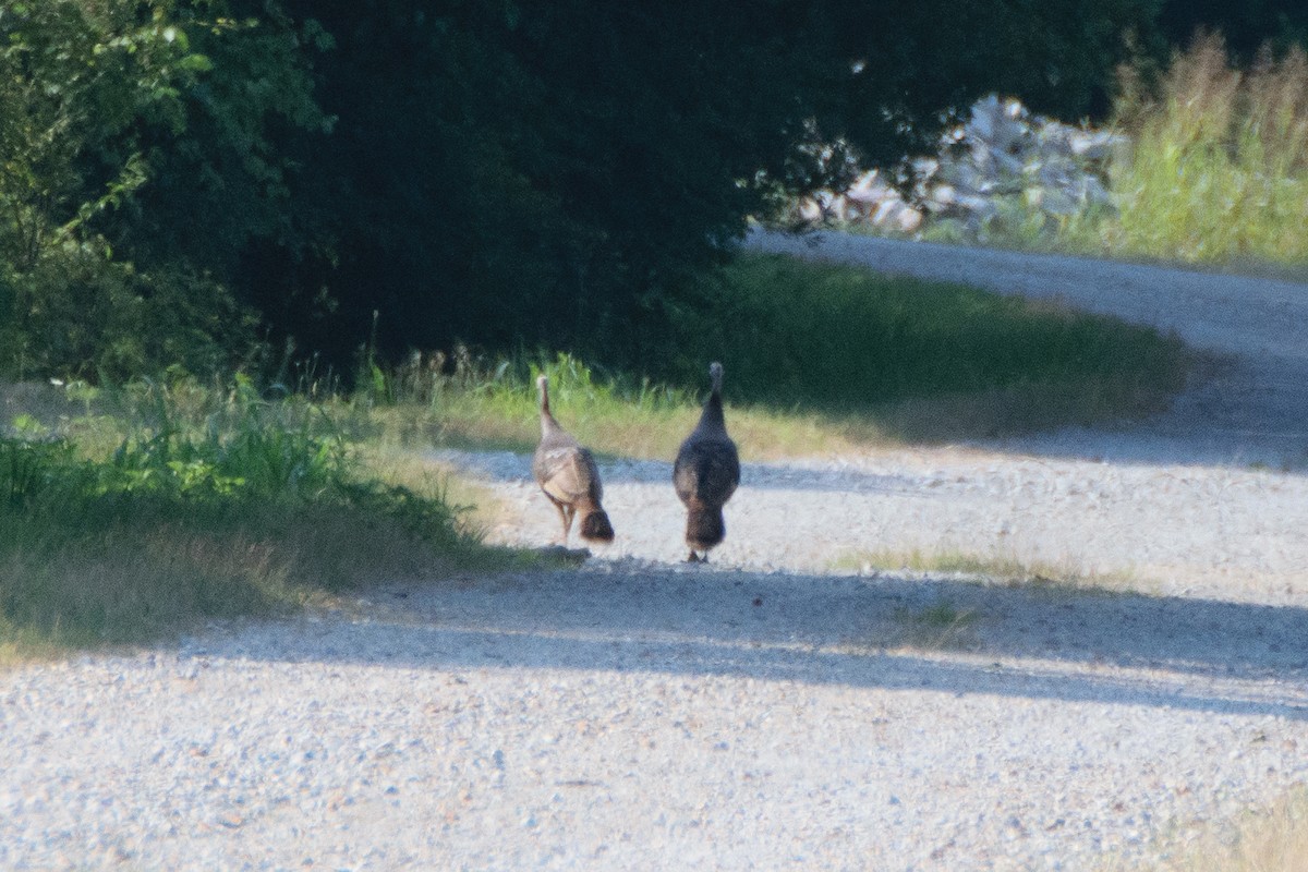 Wild Turkey - ML621137073