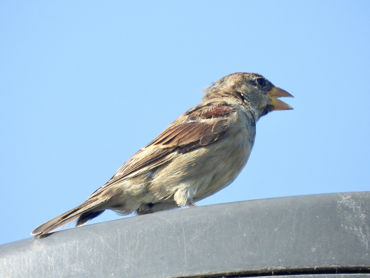 House Sparrow - ML621137084