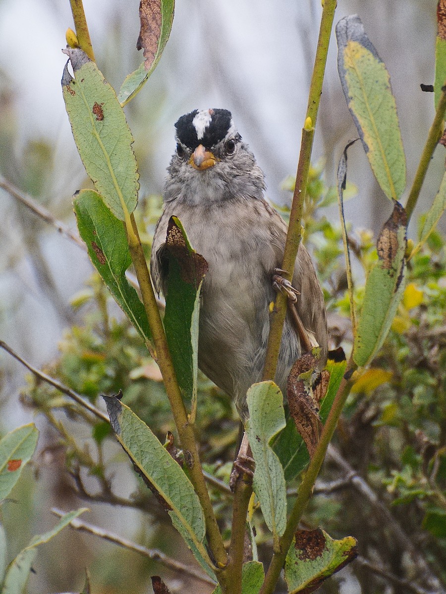 White-crowned Sparrow (nuttalli) - ML621137102