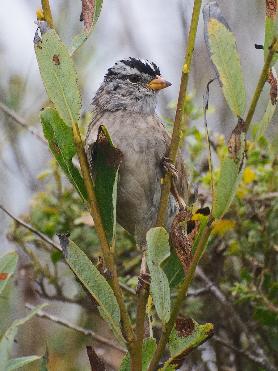White-crowned Sparrow (nuttalli) - ML621137105