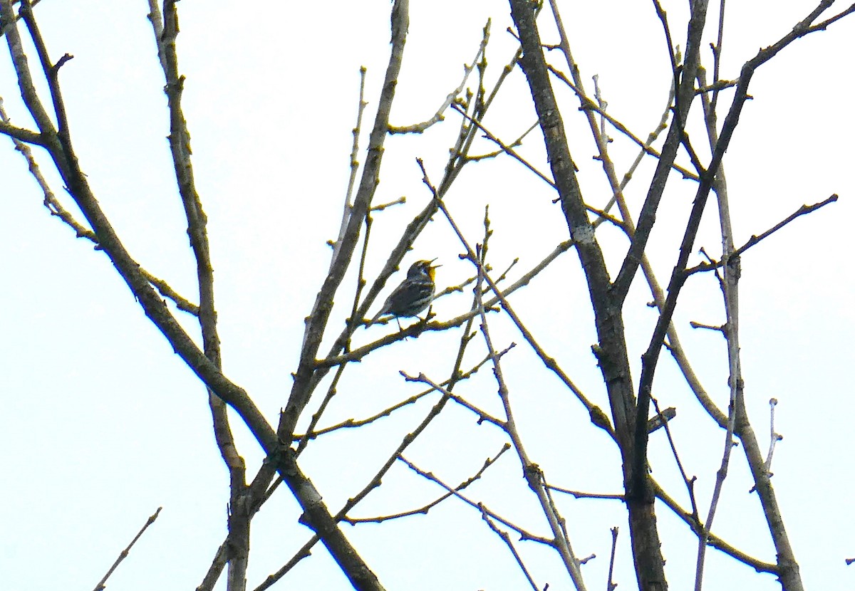 Yellow-throated Warbler - ML621137140