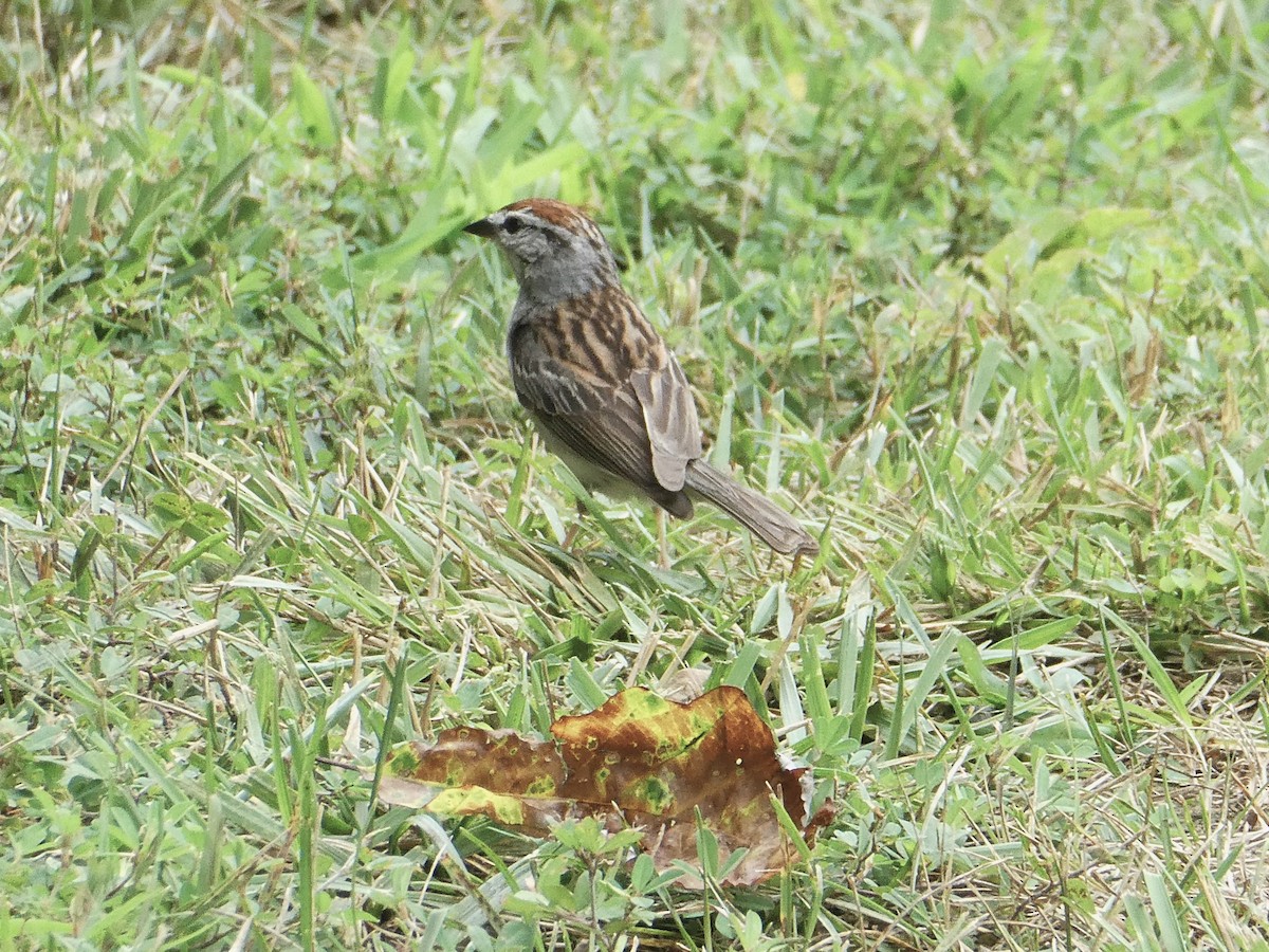Chipping Sparrow - ML621137149