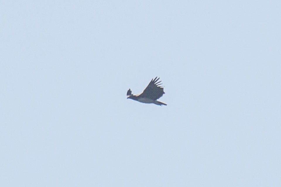 Martial Eagle - Wich’yanan Limparungpatthanakij