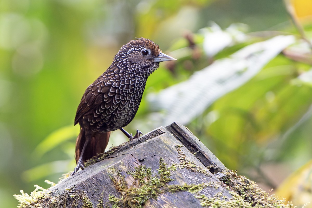 Cachar Wedge-billed Babbler - Daniel López-Velasco | Ornis Birding Expeditions