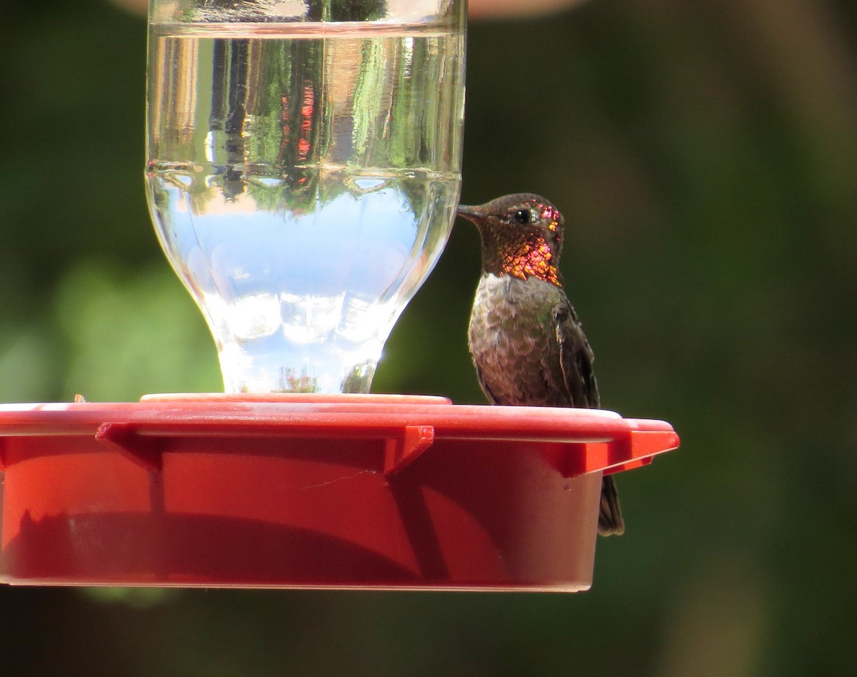 Anna's Hummingbird - ML621137235