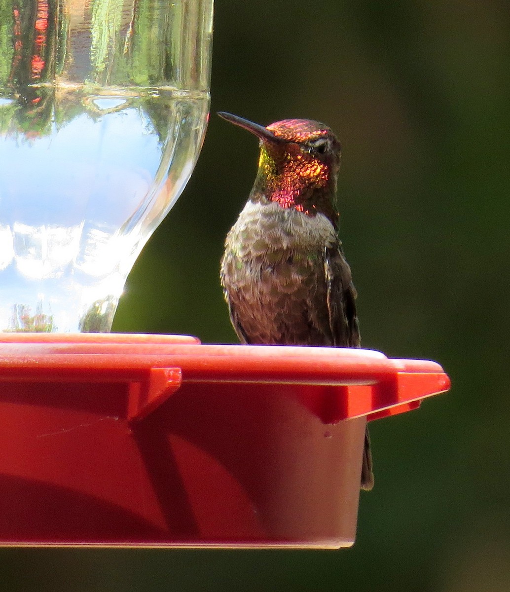 Anna's Hummingbird - ML621137236