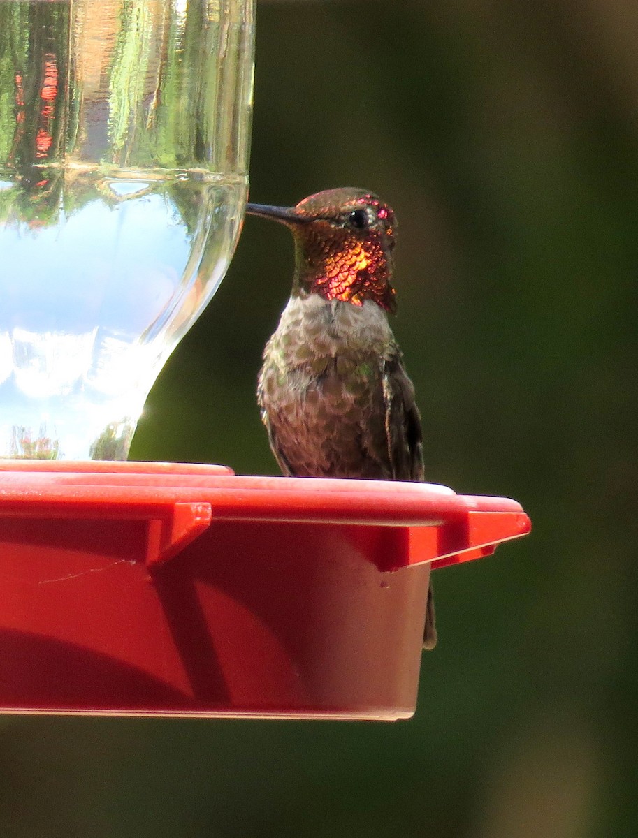 Anna's Hummingbird - ML621137237
