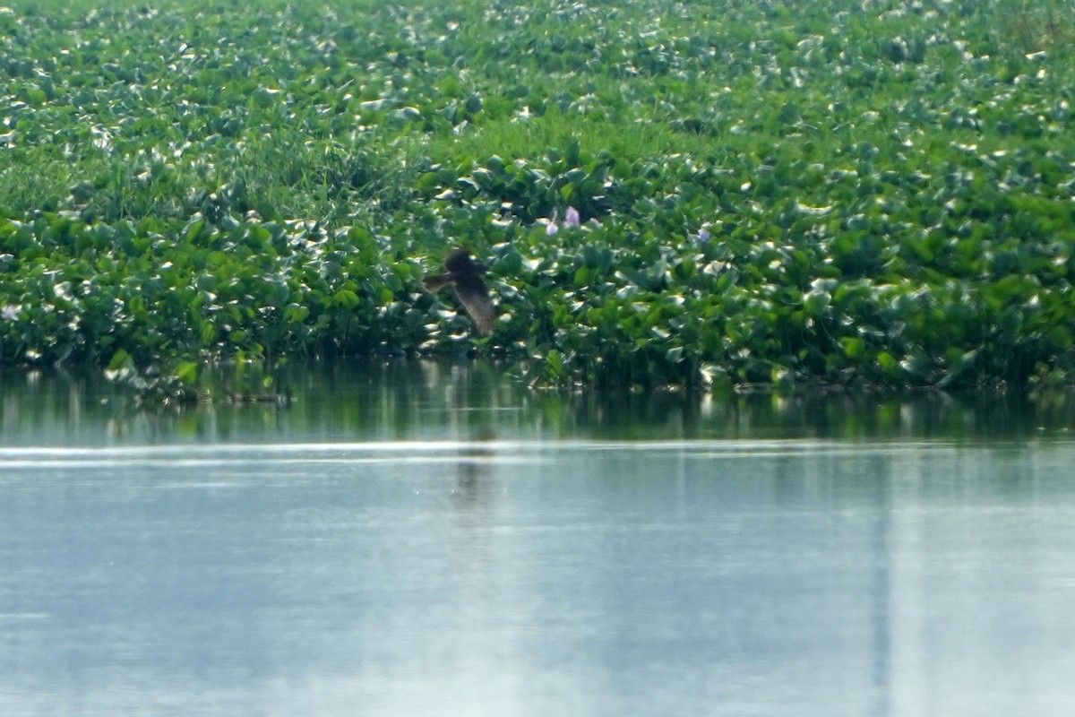 Pied Harrier - ML621137261