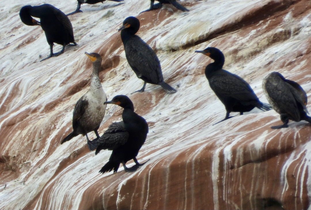 Double-crested Cormorant - Manon Guglia