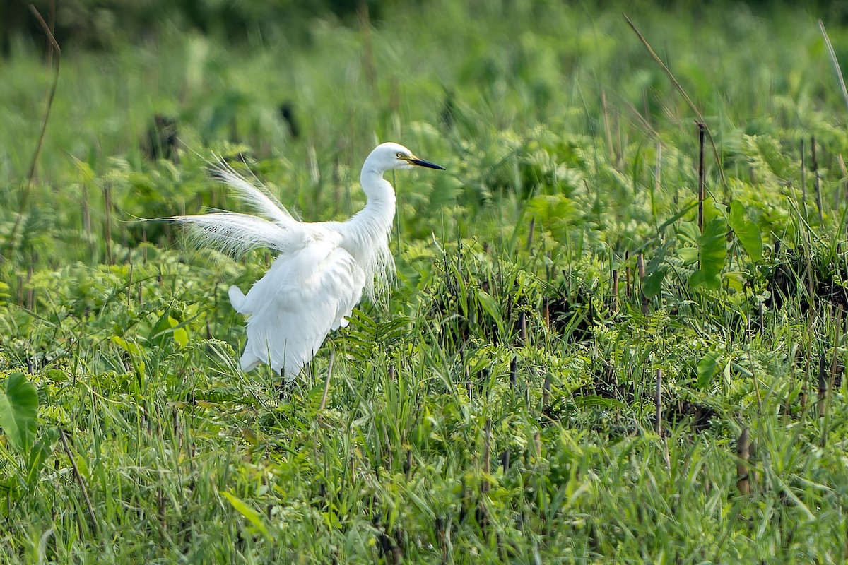 Medium Egret - ML621137280