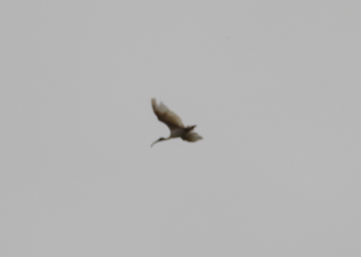 ibis černohlavý - ML621137288