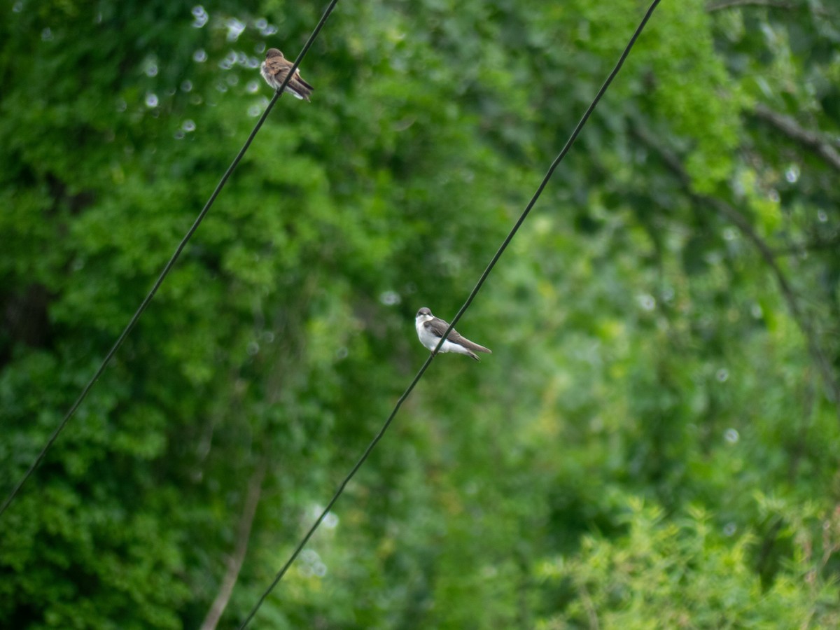 Northern Rough-winged Swallow - Cheyenne Ellis