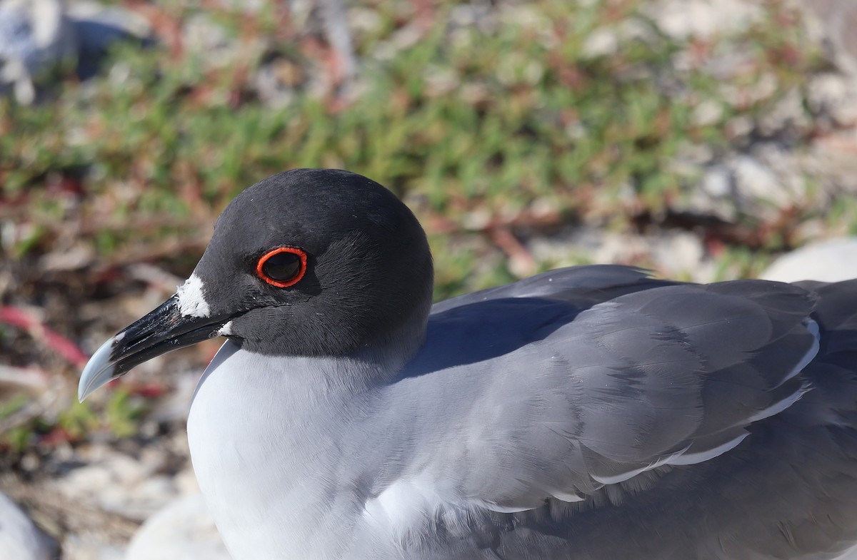Swallow-tailed Gull - ML621137307