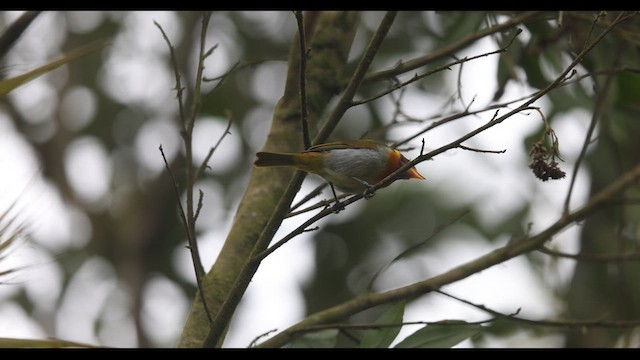 Guira Tanager - ML621137341