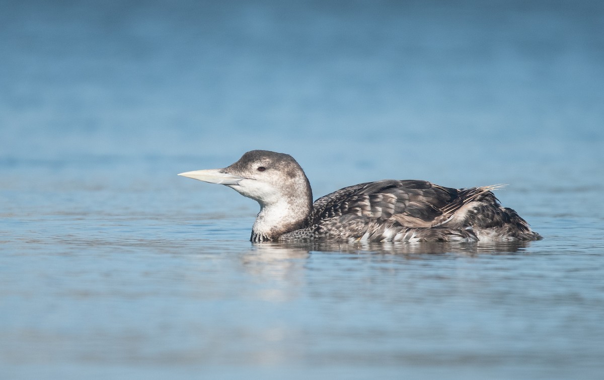 Yellow-billed Loon - ML621137368