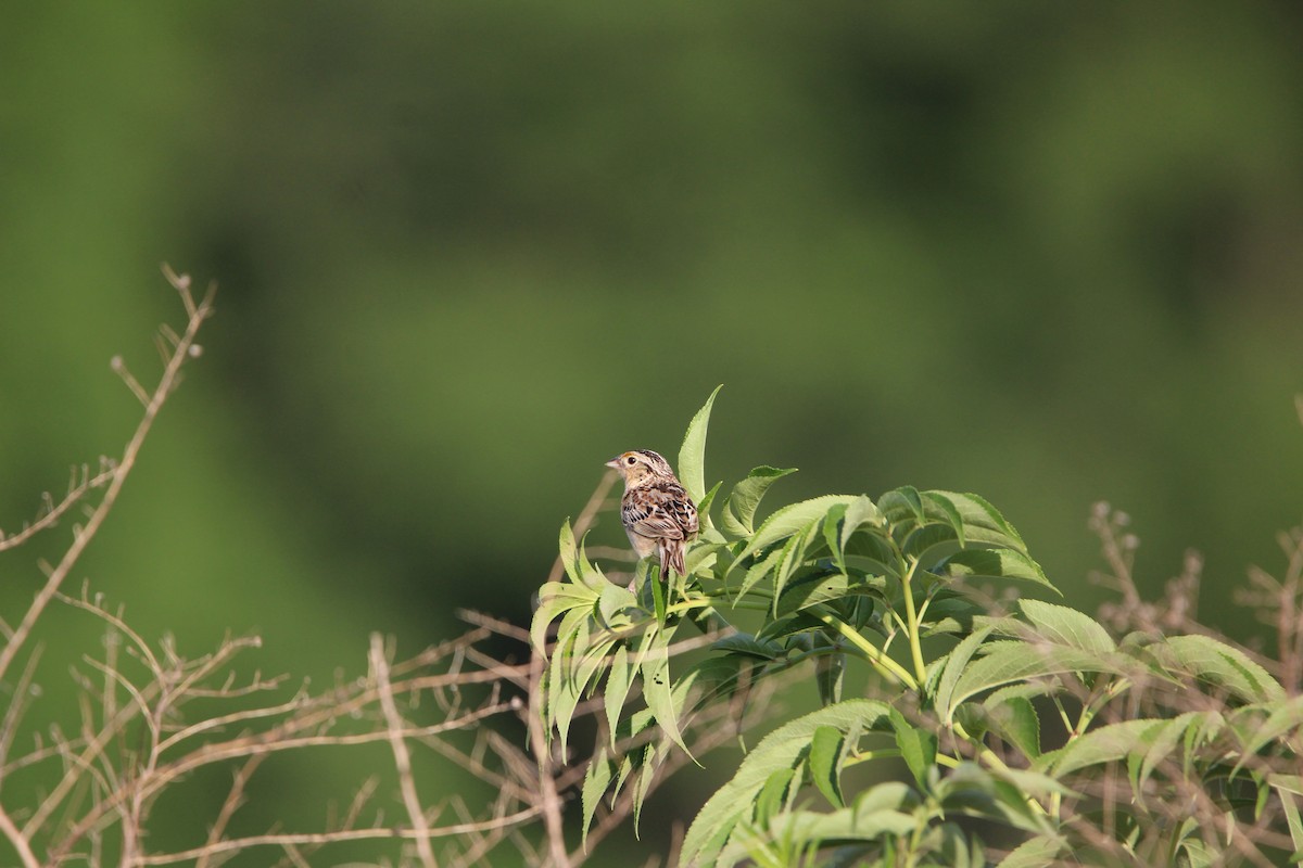 Grasshopper Sparrow - ML621137371