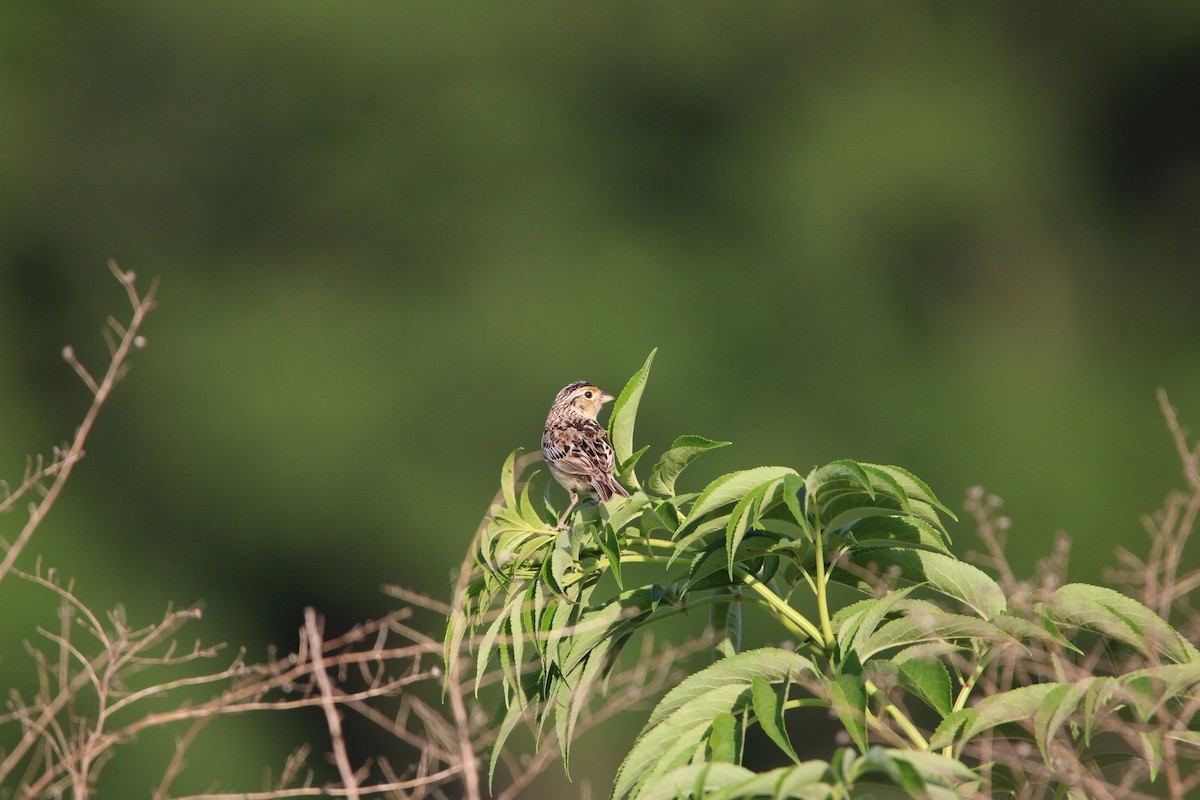 Grasshopper Sparrow - ML621137376