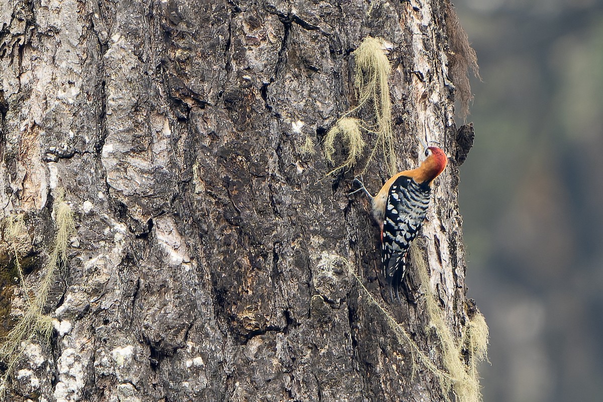 Rufous-bellied Woodpecker - ML621137380