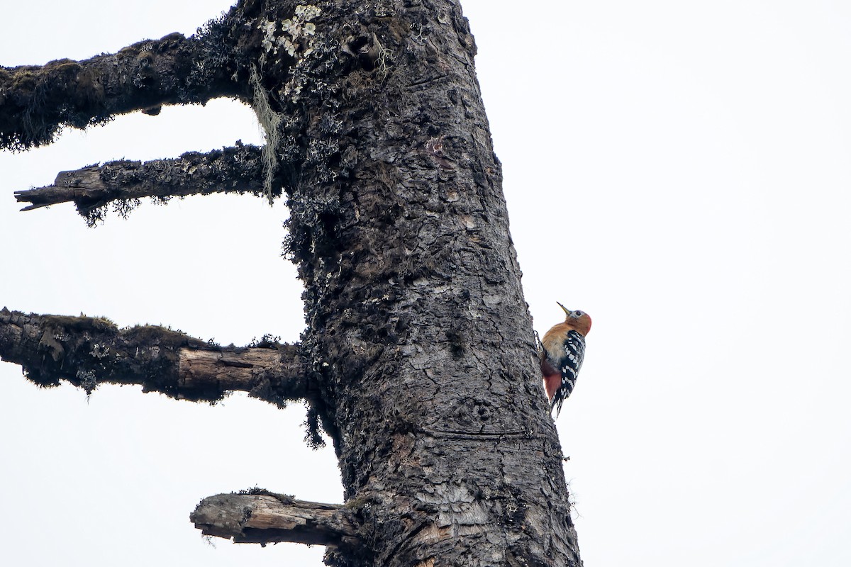 Rufous-bellied Woodpecker - ML621137381