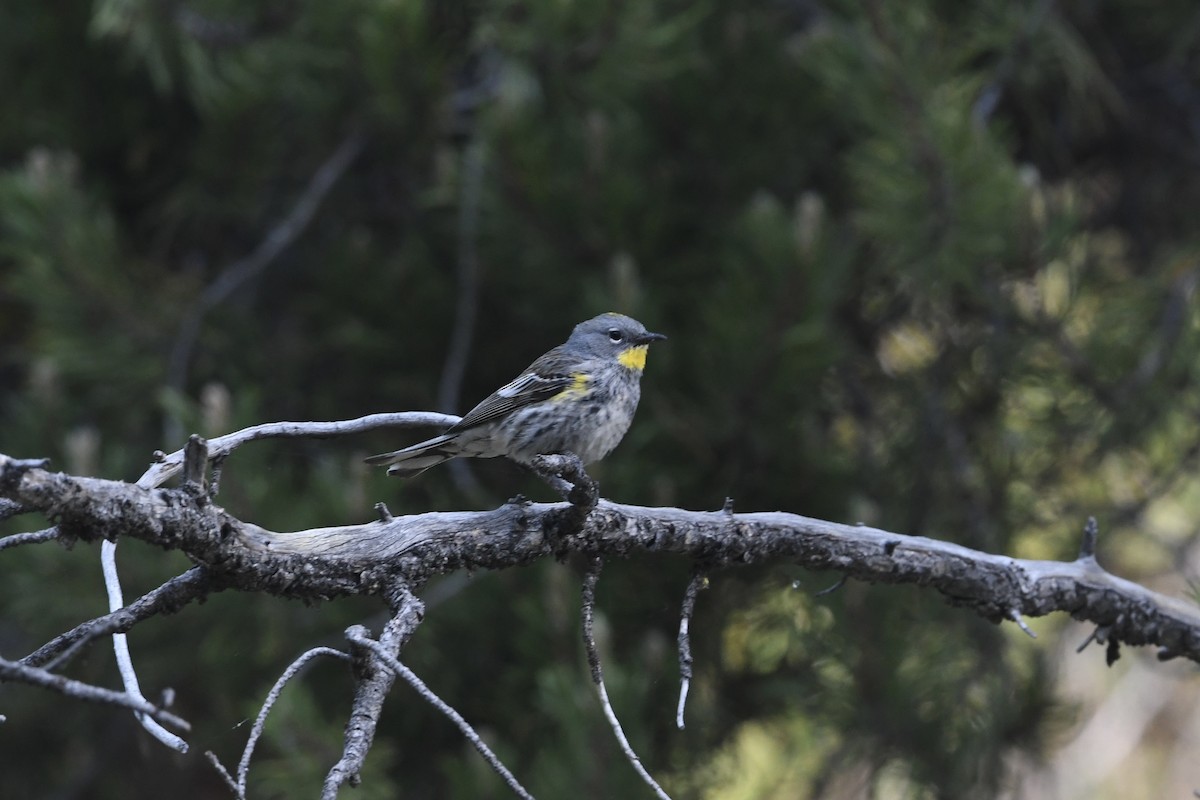 Yellow-rumped Warbler (Audubon's) - ML621137474