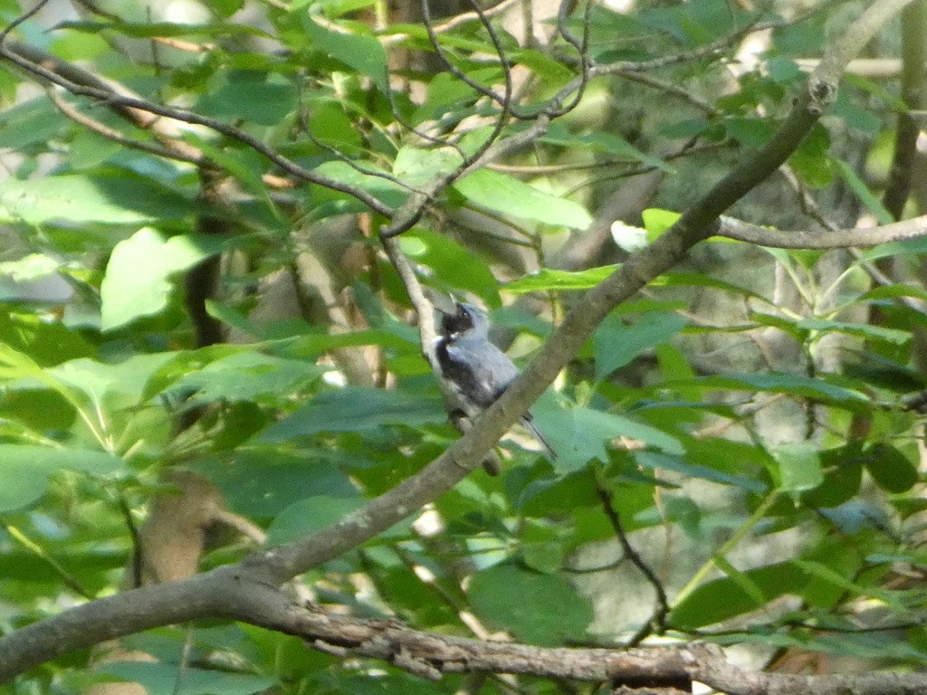 Black-throated Blue Warbler - ML621137492