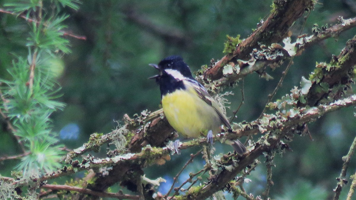 Yellow-bellied Tit - ML621137525