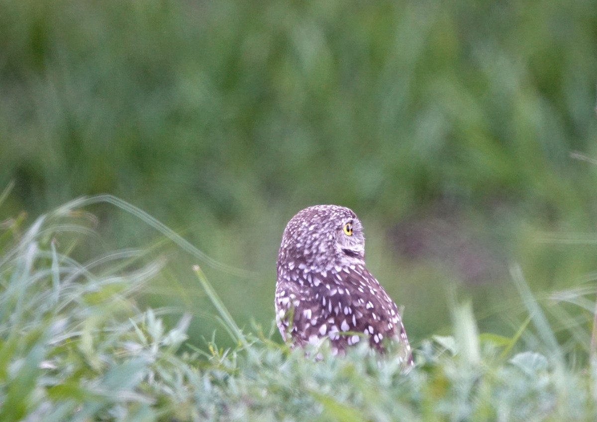 Burrowing Owl - ML621137533