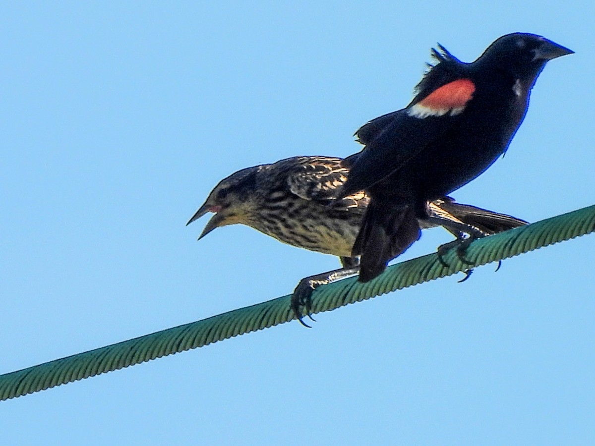 Red-winged Blackbird - ML621137546
