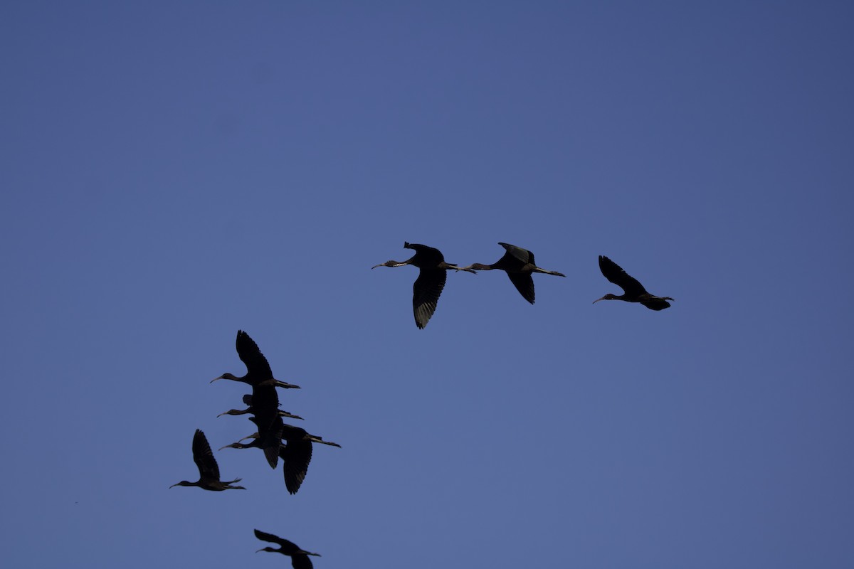 ibis hnědý - ML621137559