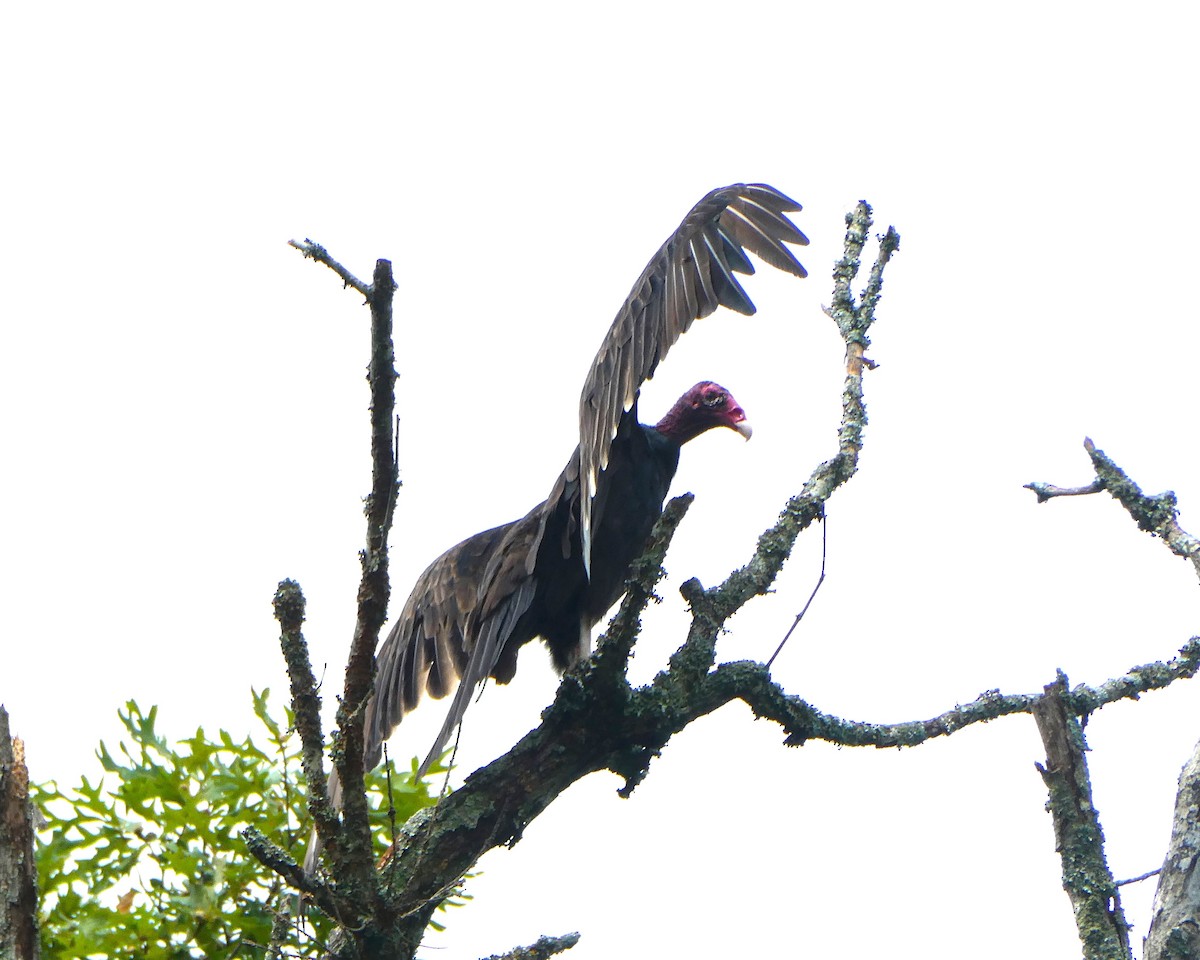 Turkey Vulture - ML621137565